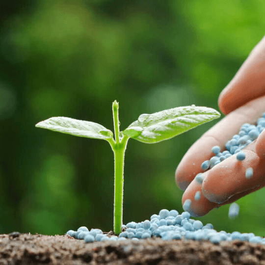 Close-up of a farmer's hand holding blue granular fertilizer or plant growth regulator (PGR) next to a young green seedling, representing essential agrochemical inputs for crop development.