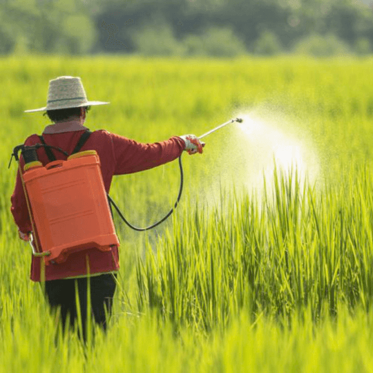 Farmer manually applying fungicide using a motorized backpack sprayer on lush green paddy or grain crops, ensuring maximum disease control and effective MaxxGro agrochemical treatment.