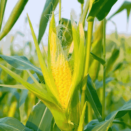Close-up of a perfectly formed, ripe corn ear on the stalk, symbolizing high yield, premium quality, and the successful outcome of MaxxGro's agrochemical and nutrition programs.
