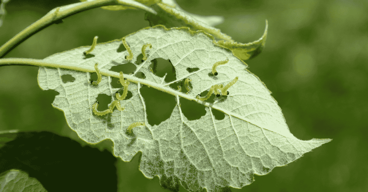 pests control plant protection