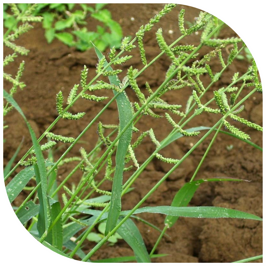 Close-up of Crowfoot Grass (Dactyloctenium aegyptium), a major annual grass weed challenging Indian crops, emphasizing the efficacy of MaxxGro's technical agrochemicals for grass weed control.