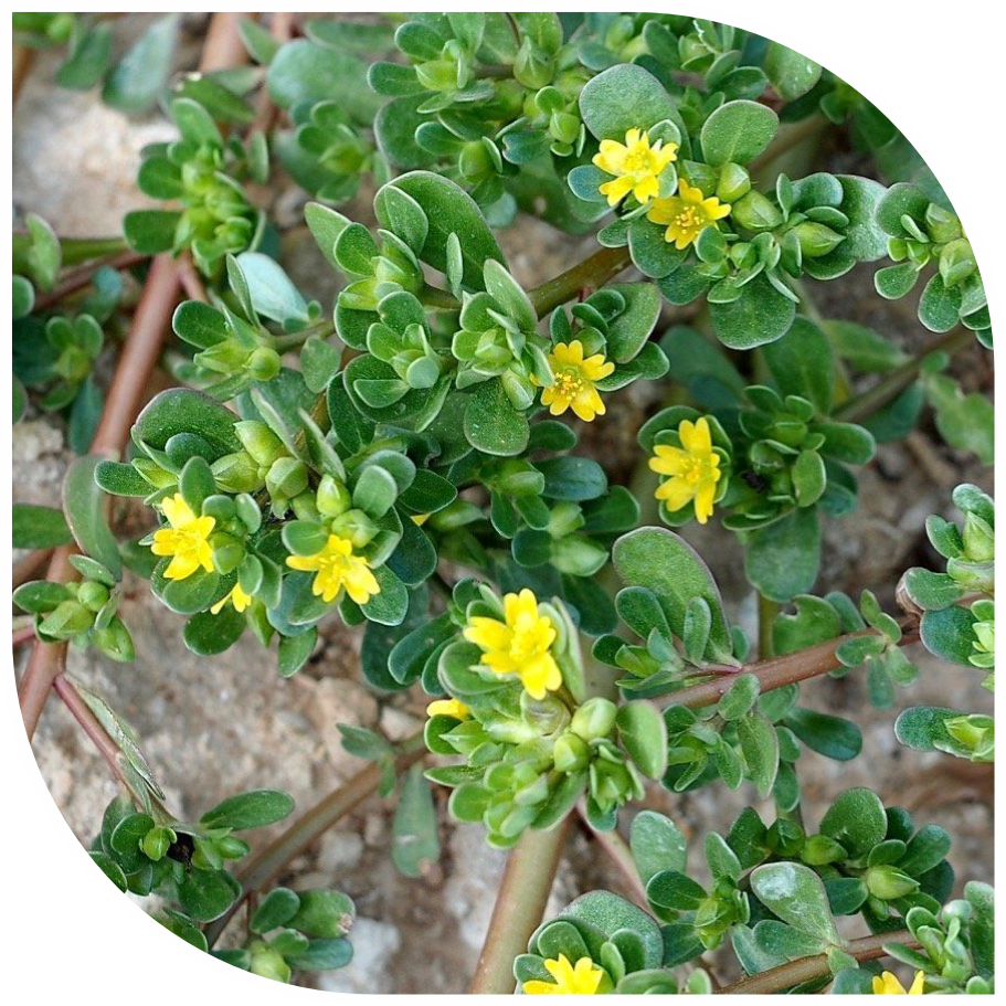 Close-up of Purslane weed, a major competitor in Indian fields, highlighting the need for technical agrochemical herbicides for effective weed control and superior crop yields.