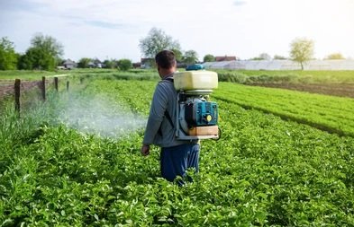 Farmer manually applying MaxxGro bulk agrochemicals with a backpack sprayer in a rowed field in India, illustrating effective and accessible crop protection for all farm sizes.