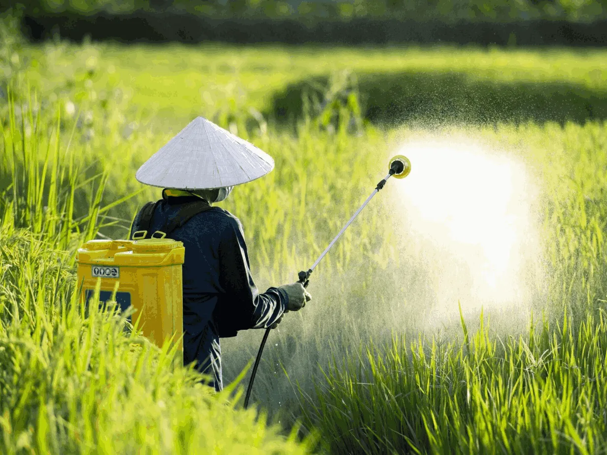 Dedicated farmer wearing a traditional conical hat, manually applying crop spray in a vibrant green rice/paddy field, symbolizing MaxxGro's commitment and partnership with growers in agriculture. the best pesticide manufacturer in india