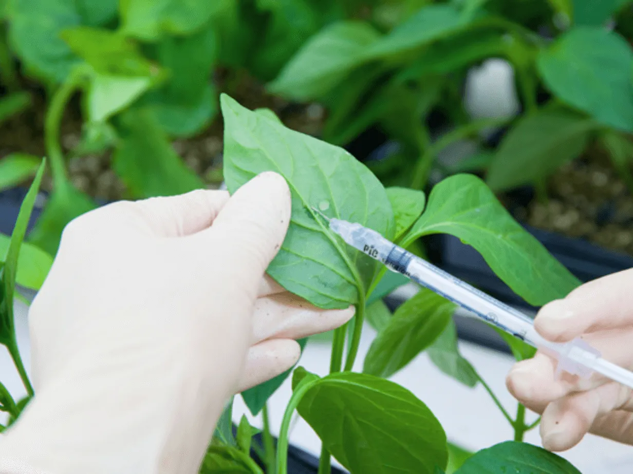 Scientist in gloves performing plant diagnostics by injecting a syringe into a crop leaf, symbolizing MaxxGro's commitment to R&D, quality control, and testing of agrochemical products.