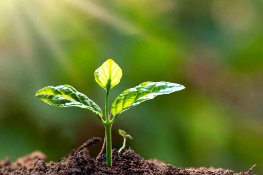 Vibrant green seedling with healthy, glossy leaves growing in dark soil under bright sunlight, symbolizing optimal plant vitality and the successful start provided by MaxxGro agrochemical solutions.