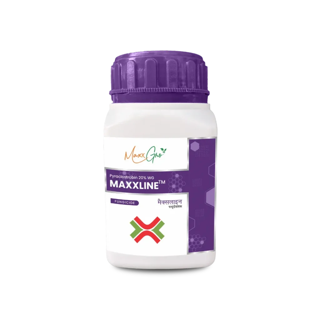 Maxxline Pyraclostrobin 20% WG fungicide jar pack by MaxxGro Agrology Limited.